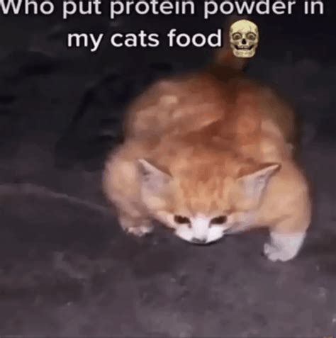 cat protein meme